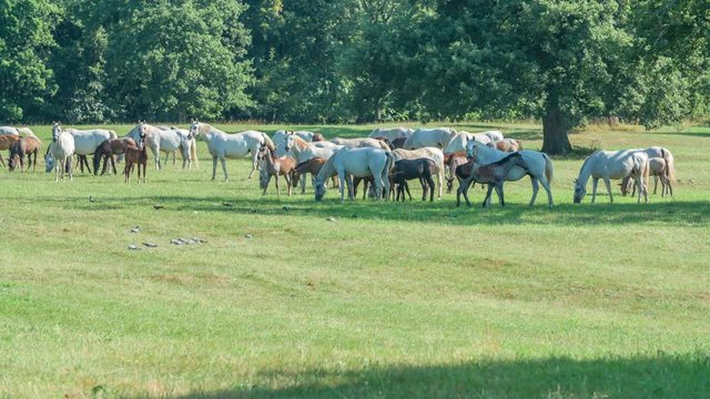 Horses are out on a big meadow and are eating grass. They look stunning.