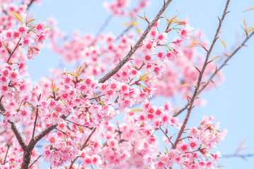 Spring time with beautiful cherry blossoms, pink sakura flowers..