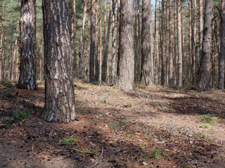 Obraz premium pine forest with hillocks and hills in spring