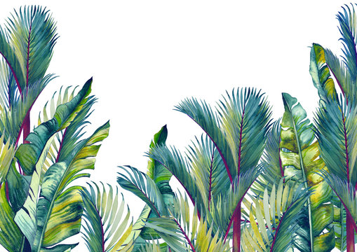 Tropical palm trees and banana leaves. Isolated watercolor background. © JeannaDraw
