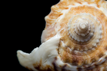 Background of spiral seashell close-up macro isolated on black. Mollusk seashell texture.