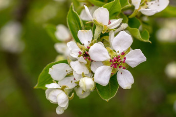 white pear flowers