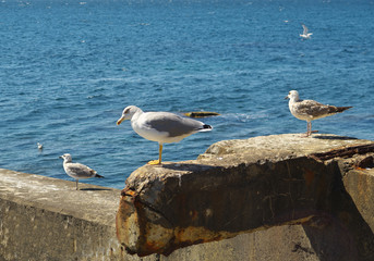 Seagull on the Pacific Ocean Shore . Sea gull on rock near the sea in nature . Gulls on dock.