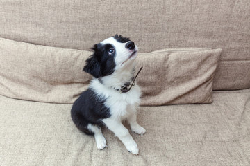 Funny portrait of cute smilling puppy dog border collie on couch. New lovely member of family little dog at home gazing and waiting for reward. Pet care and animals concept