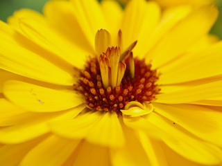 Marigold yellow, flower petals at the base of dark-yellow at the edges light-yellow. Closeup photo garden bed
