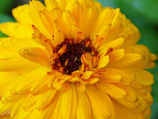 Marigold yellow, flower petals at the base of dark-yellow at the edges light-yellow. Closeup photo garden bed