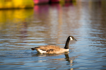 goose in water
