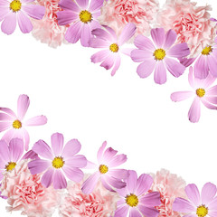 Beautiful floral background of kosmeya and carnations. Isolated