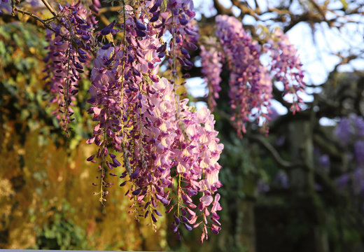 flores lilas de glicina con la luz del atardecer
