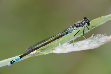 Northern damselfly or spearhead bluet, Coenagrion hastulatum