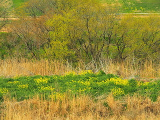 菜の花咲く江戸川河川敷風景
