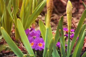 Obraz premium Pink flowers in the garden close up
