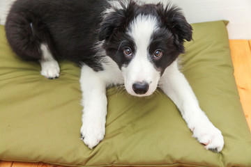 Funny portrait of cute smilling puppy dog border collie indoor. New lovely member of family little dog at home gazing and waiting for reward. Pet care and animals concept