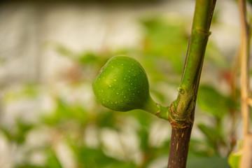 Garten Gärtnern Aussaat Orchideen Gartenbau