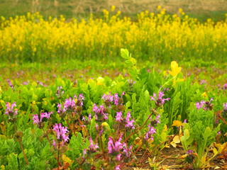菜の花と仏の座咲く江戸川河川敷風景