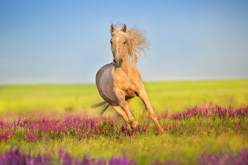 Cremello horse with long mane free run in flowers meadow - 261271972