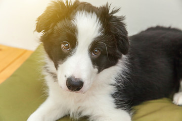Funny portrait of cute smilling puppy dog border collie indoor. New lovely member of family little dog at home gazing and waiting for reward. Pet care and animals concept