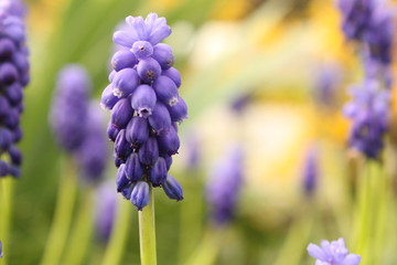 a blue grape hyacinth closeup in the garden and a soft background in springtime