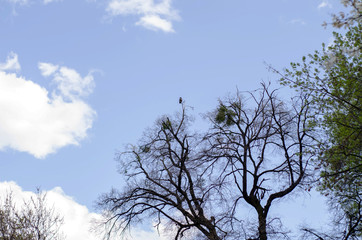 Crow sits high on a tree. Bare tree branches against the background of a deep blue sky with clouds.