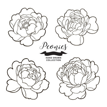 Peony flowers outlines. Hand drawn flowers isolated on white background. Floral elements vector illustration.