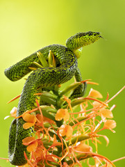 Black-speckled palm-pit viper..othriechis nigroviridis is a venomous pit viper species found in the mountains of Costa Rica and Panama. No subspecies are currently recognized