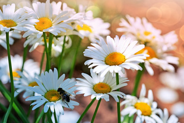Macro shot of white daisies and bee. Summer background.