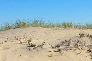 duna con hierba al atardecer