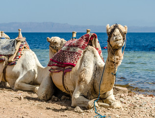 Fototapeta premium grinning camel on coast of sea in Egypt Dahab South Sinai