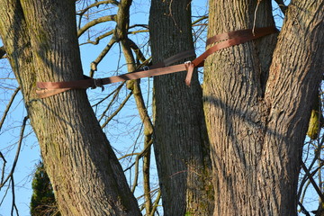 Verkehrssischerung am Baum: Verseilung  der Krone mittels hochfestem Gurtband an einer großen...