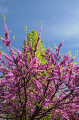 Mexican Redbud Tree Springtime Blossoms. Spring Season.