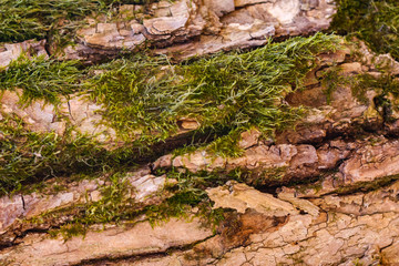 The texture of the tree with moss, natural wooden background
