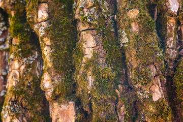 Background - tree texture with moss and fungus