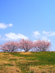 Obraz na płótnie Canvas 春の江戸川土手と桜並木風景