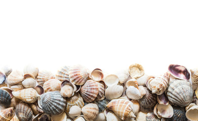 Background of beautiful different seashells isolated on top with space for text. Mollusk seashell texture.
