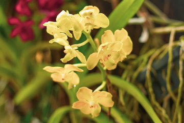  yellow tropical orchid on tree