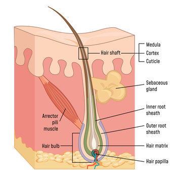 Human Skin and Hair Anatomy