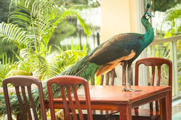 beautiful peacock on a table in a tropical garden