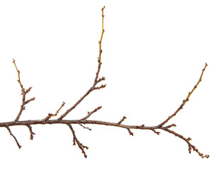 Fototapeta na wymiar Branch of an apricot fruit tree, with buds on an isolated white background.