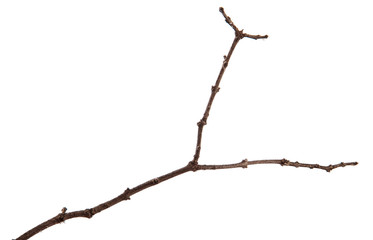 Fototapeta premium A branch of lilac bush on an isolated white background.