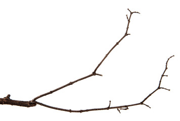 A branch of lilac bush on an isolated white background.