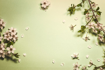 Spring blossom on light green background