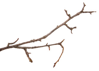 Dry pear tree branch on an isolated white background. Snag