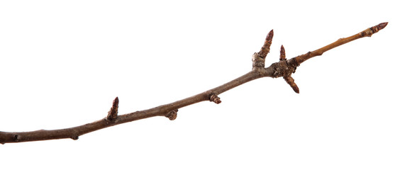 Dry pear tree branch on an isolated white background. Snag