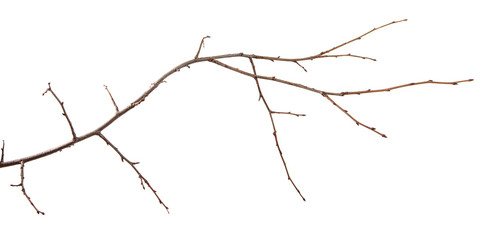 Branch of plum fruit tree on an isolated white background.