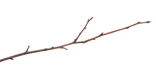 Branch of plum fruit tree on an isolated white background.