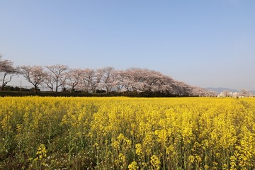 藤原京　桜と菜の花の競演