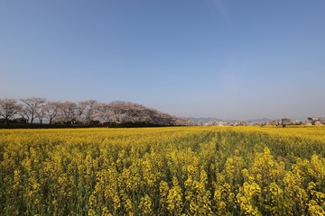 藤原京　桜と菜の花の競演
