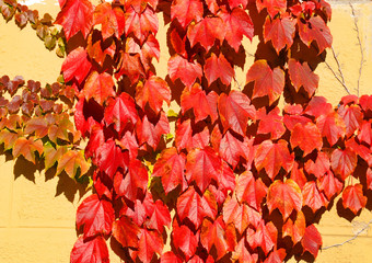 In fall Climbing vines add a vertical dimension to your garden and can grow on existing walls or...