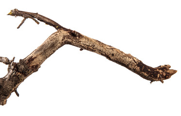 Dry branch of a tree on an isolated white background with cracked bark and patina. Wooden bark