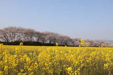 藤原京　桜と菜の花の競演